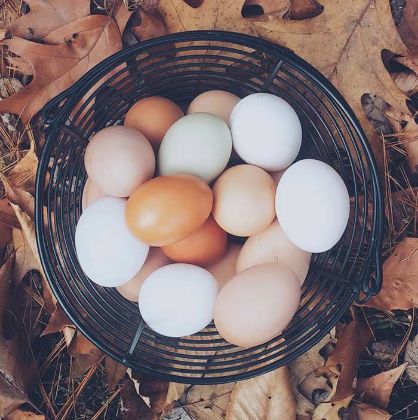 Picture of Eggs