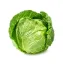 Picture of Cabbage, Green